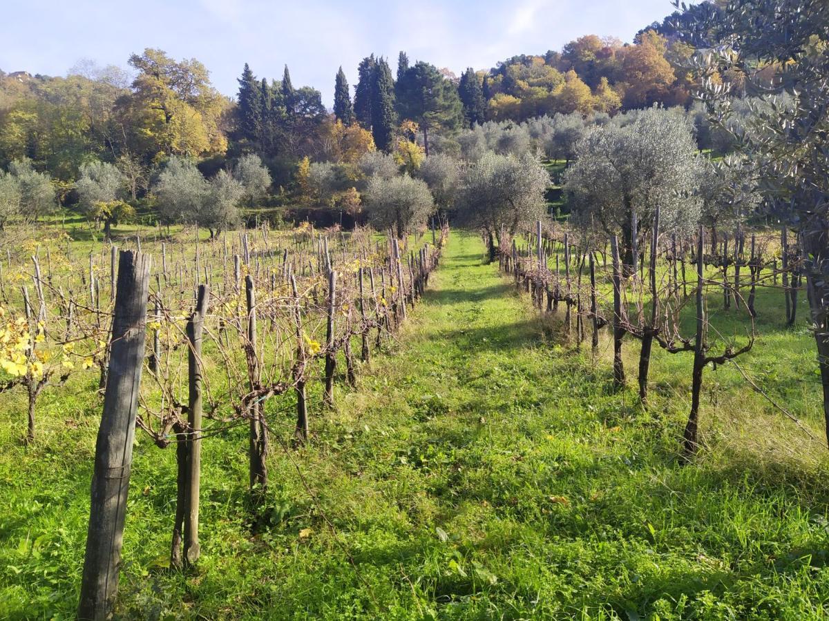 Fattoria Di Caticciano, Elegante Affittacamere Relax E Natura Vicino Firenze Pelago Dış mekan fotoğraf
